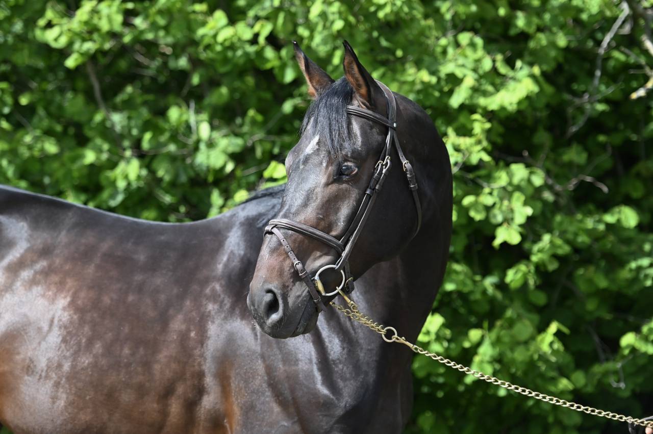 GK QUINTUS