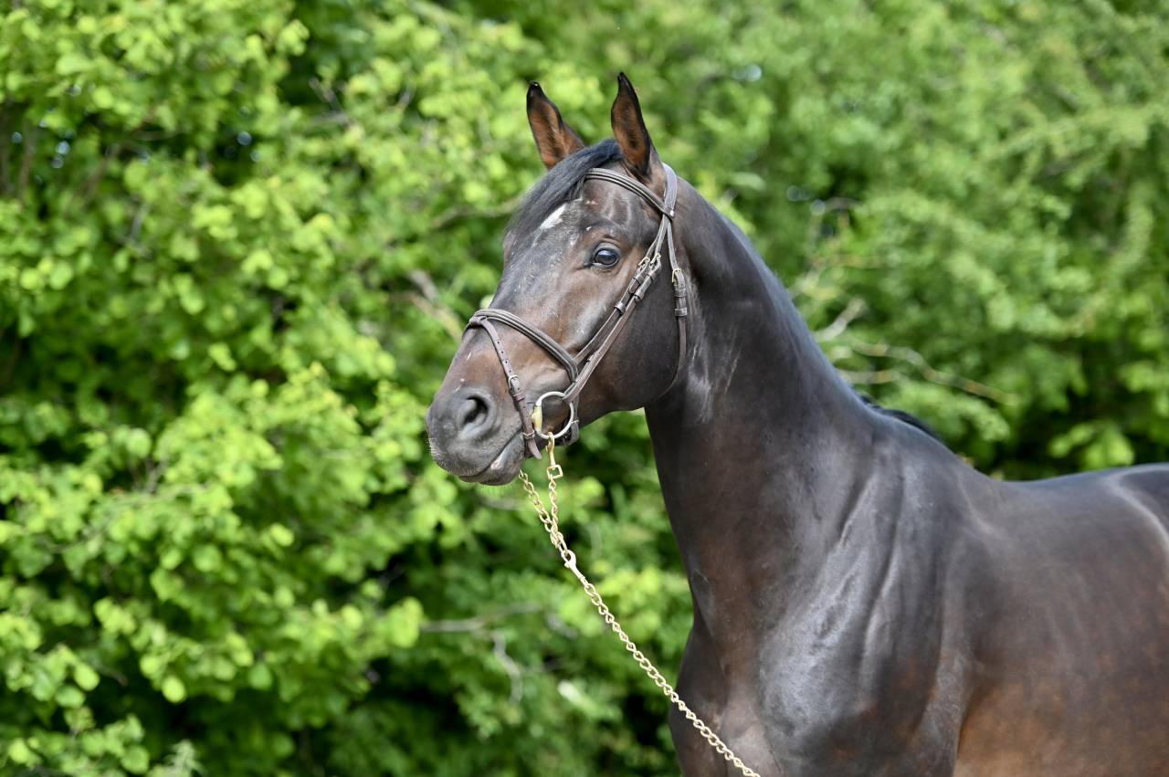GK QUINTUS