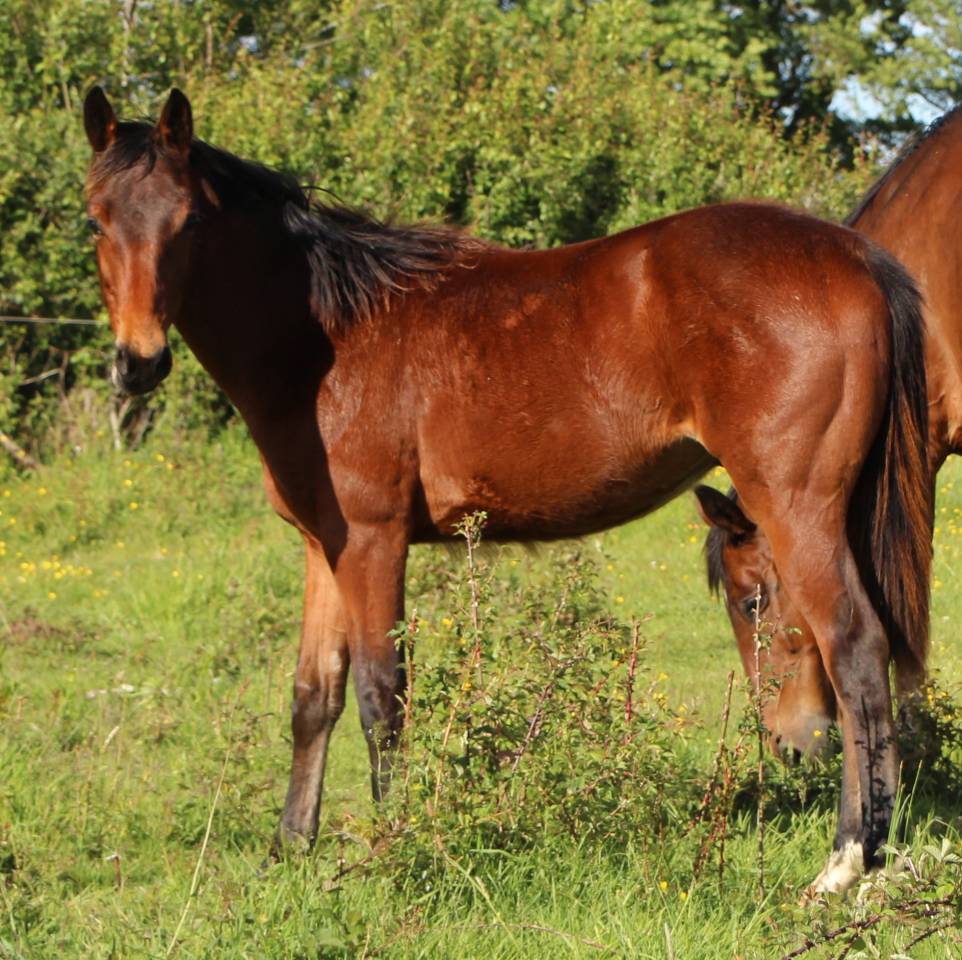 Poulain male SF 1 an Catchar mail x eyken des fontenis 