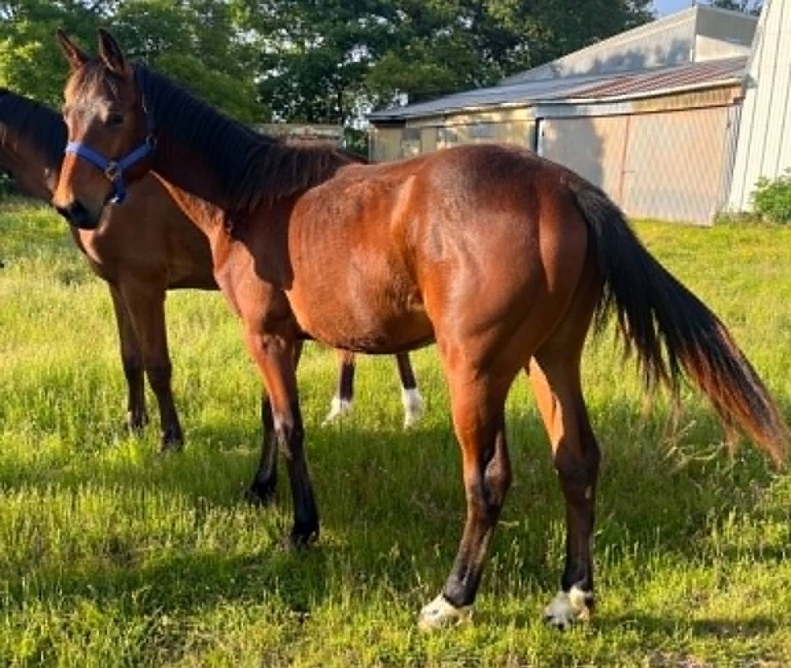 Poulain male SF 1 an Catchar mail x eyken des fontenis 