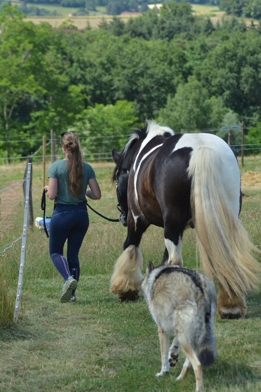 Hongre Irish Cob 5 ans
