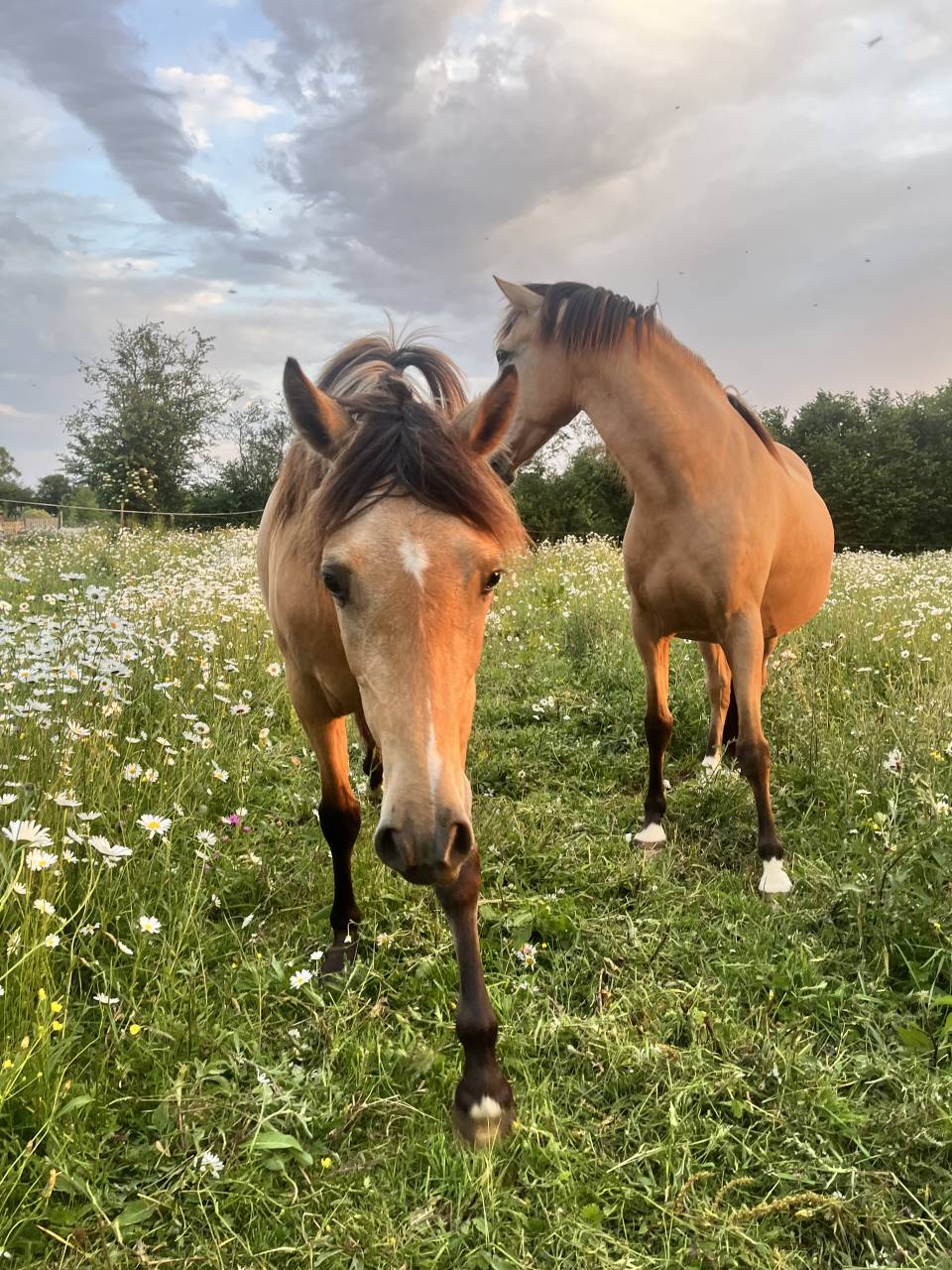 Pouliche welsh part bred - 2 ans
