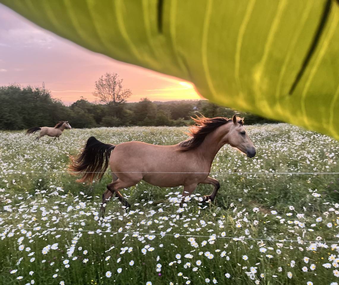 Pouliche welsh part bred - 2 ans