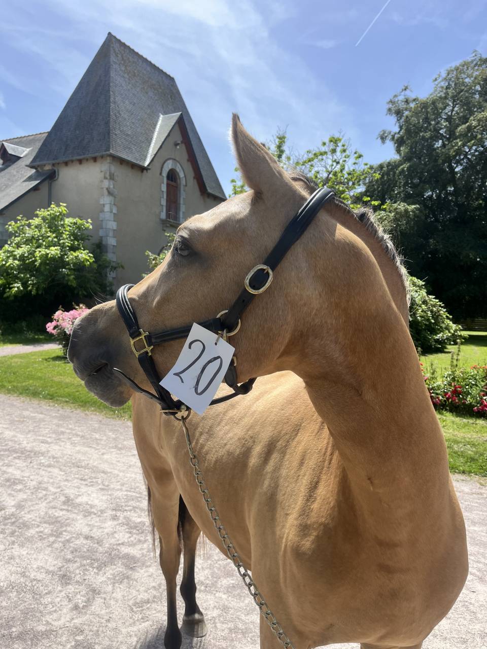 Pouliche welsh part bred - 2 ans