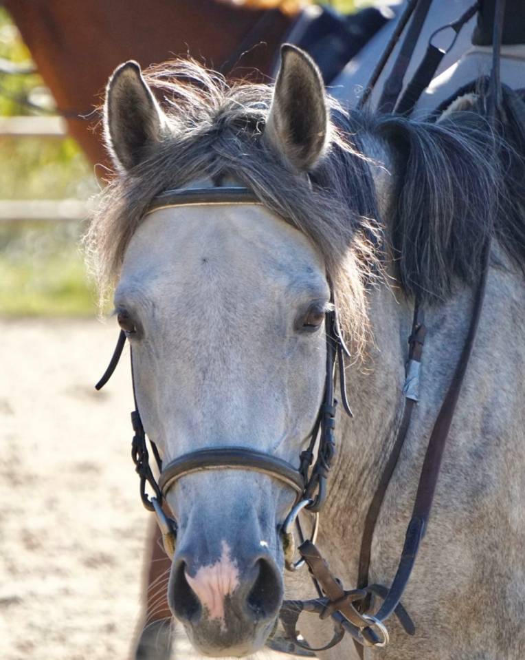 Ponette Max D 7 ans - pour AS2