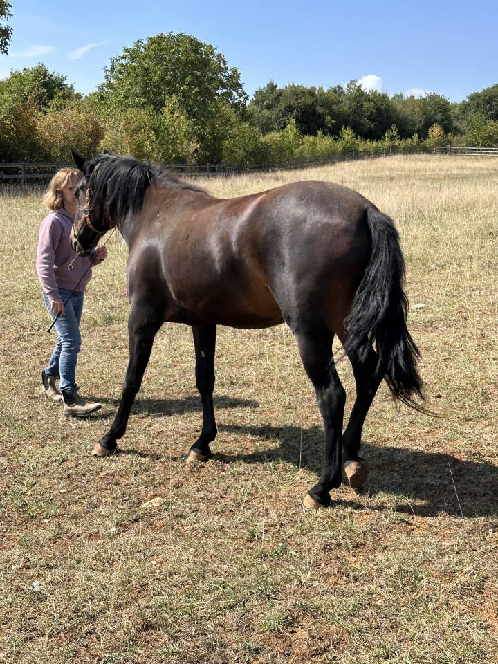 Poulini&egrave;re lusitanien de 5 ans - RHUMBA du Parc