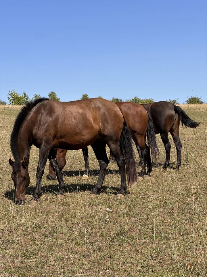Poulini&egrave;re lusitanien de 5 ans - RHUMBA du Parc