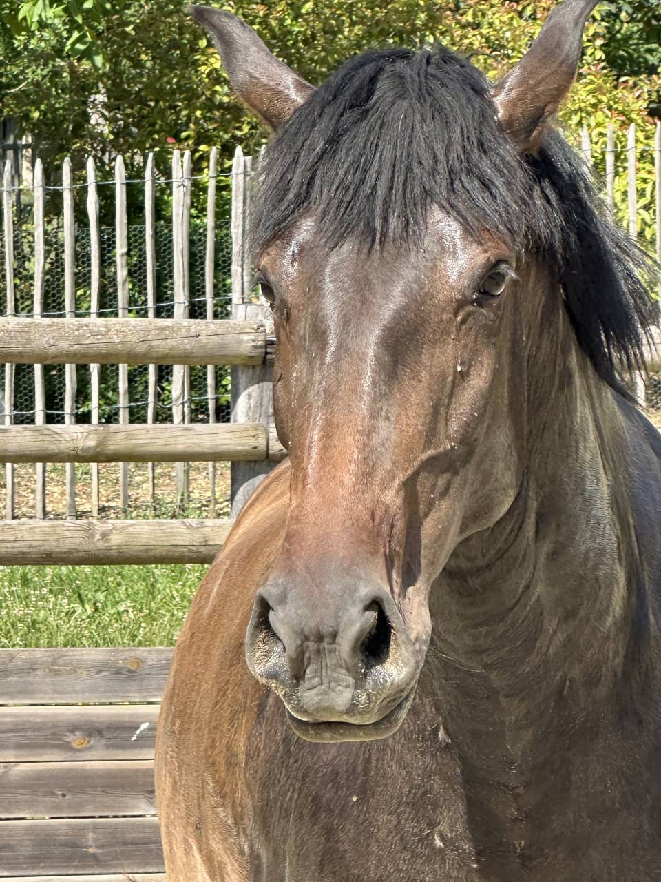 Poulini&egrave;re lusitanien de 5 ans - RHUMBA du Parc