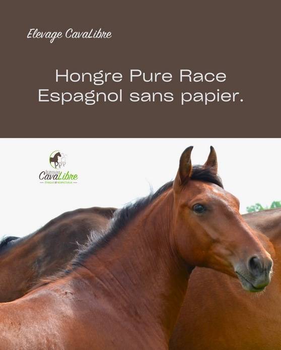 Poulain PRE