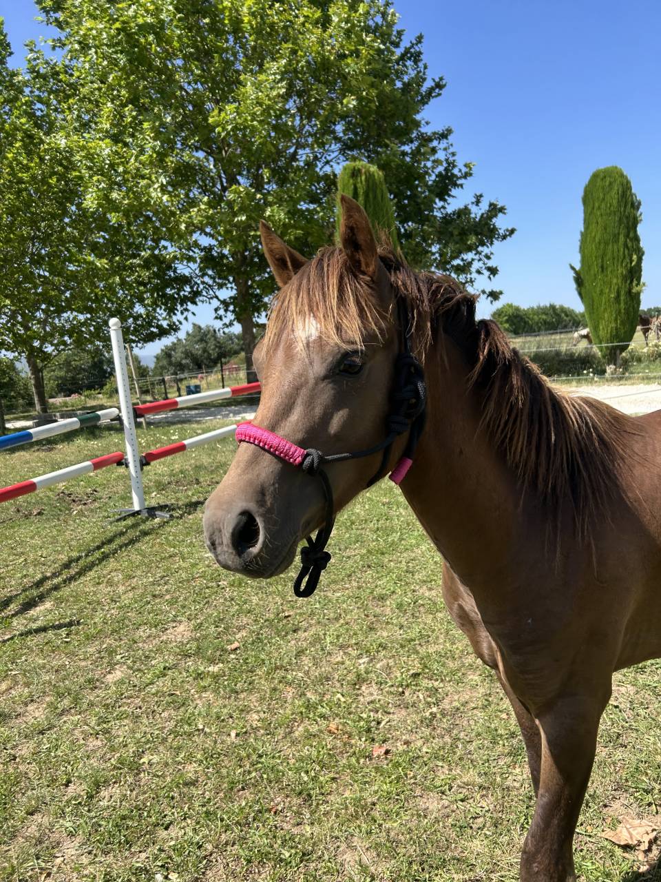 Welsh pony 2 ans 