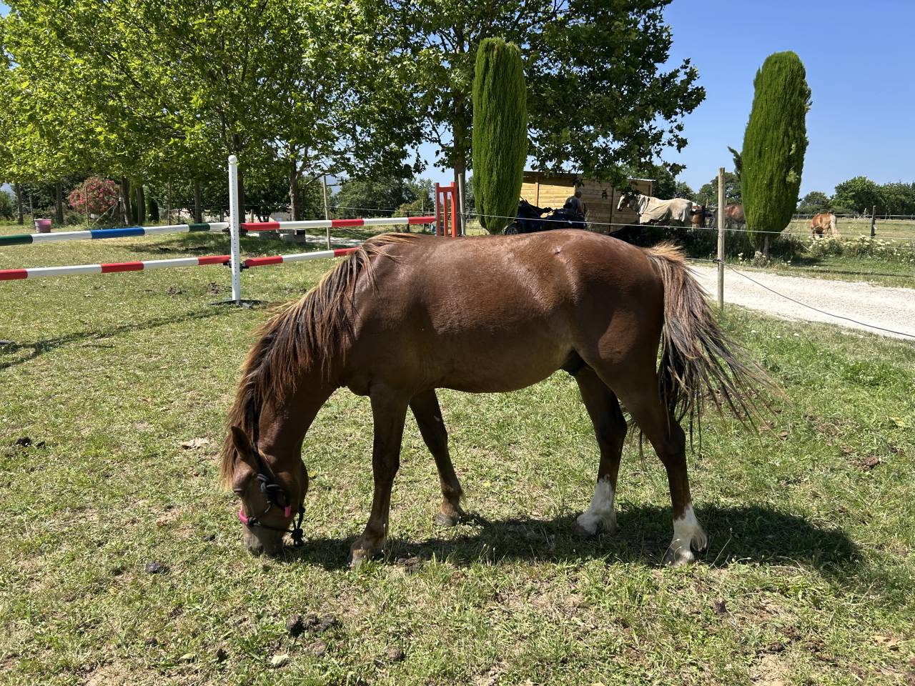 Welsh pony 2 ans 