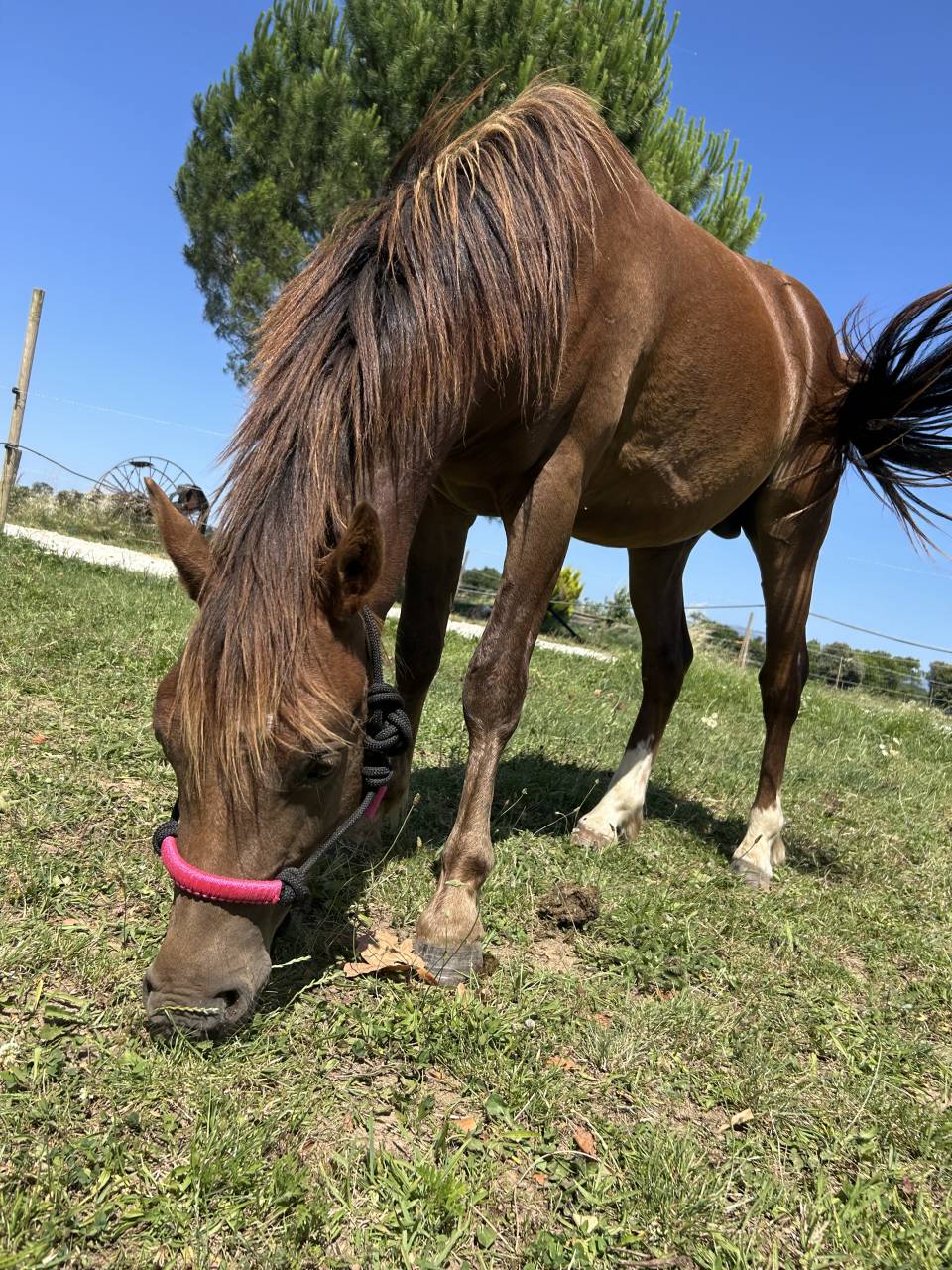 Welsh pony 2 ans 