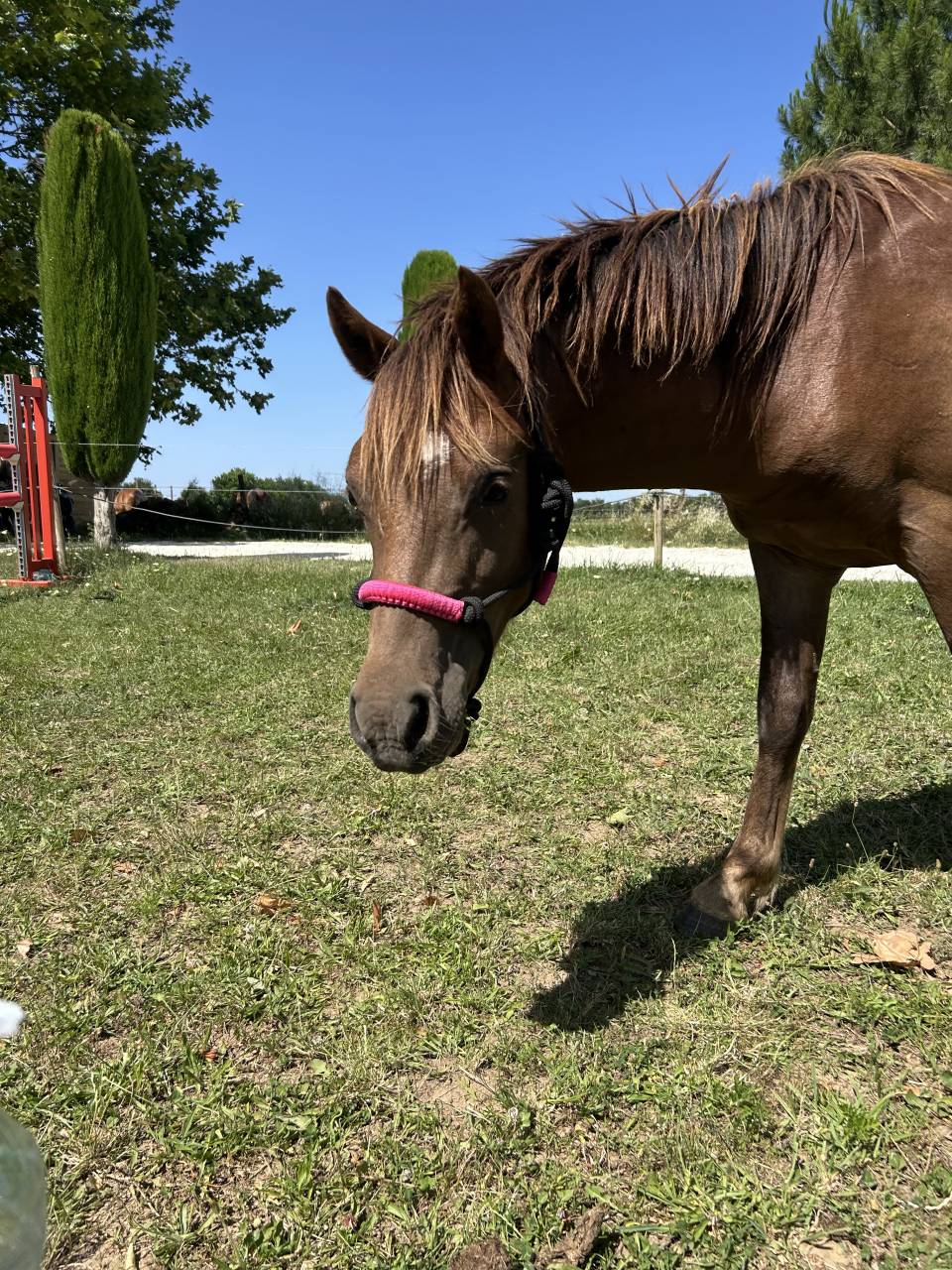 Welsh pony 2 ans 