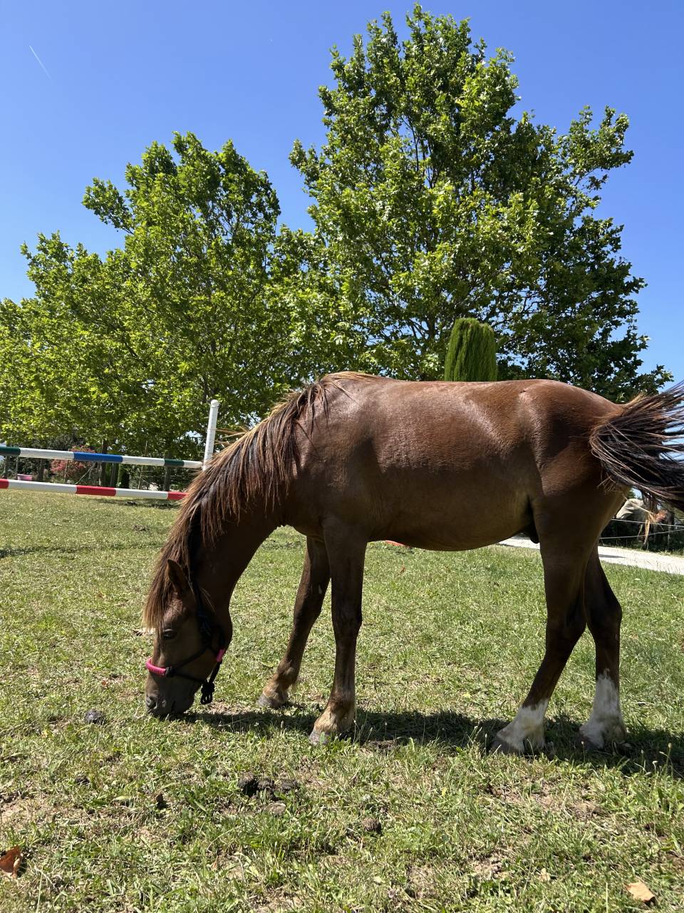Welsh pony 2 ans 