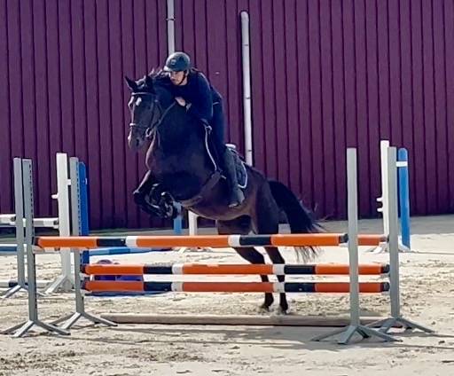 Magnifique, Jument, 8 ans, +-1m64, bwp