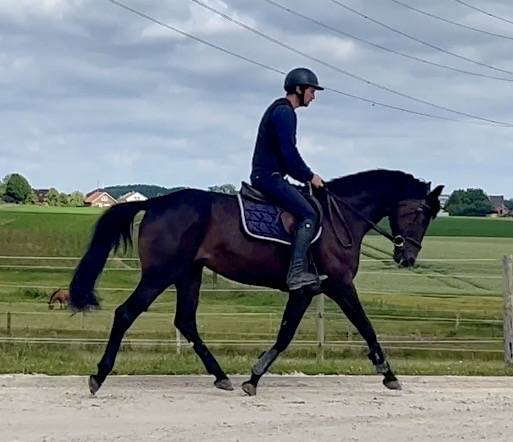 Magnifique, Jument, 8 ans, +-1m64, bwp