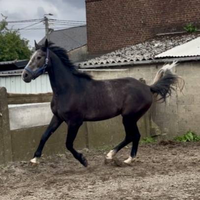 Tr&egrave;s bon hongre de 3 ans +-1m67 sBs