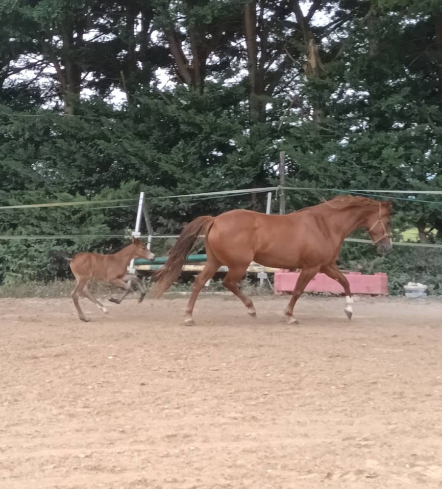 Jument PFS et sa pouliche 