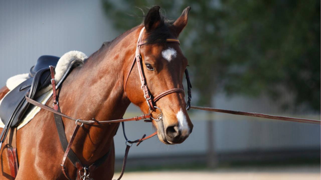 Cavalier Palefrenier Soigneur