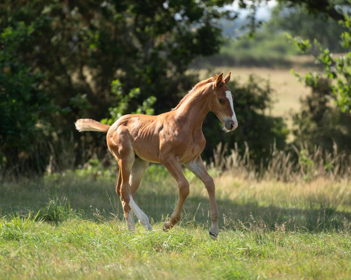 Foal male Check in x Chacon Blue sur la souche de Jumpy