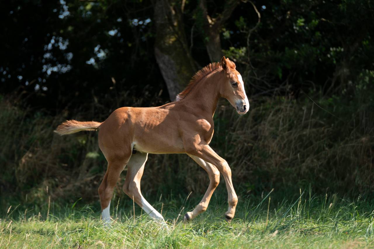 Foal male Check in x Chacon Blue sur la souche de Jumpy