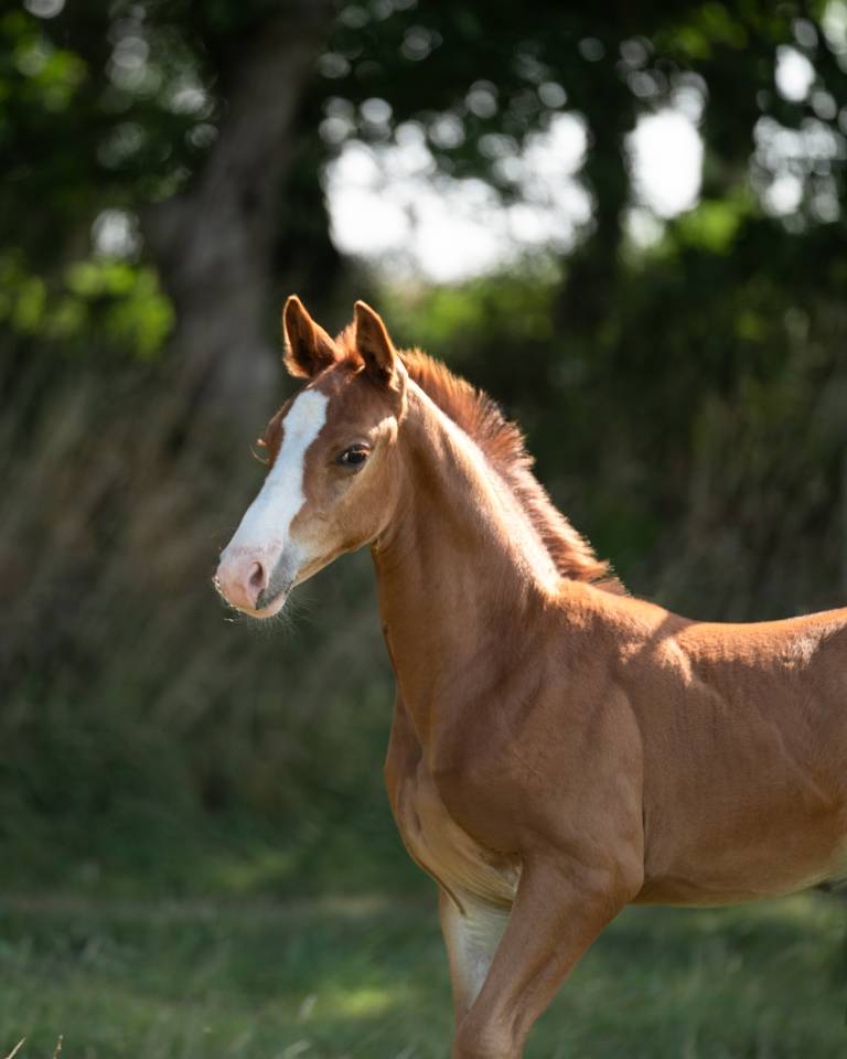 Foal male Check in x Chacon Blue sur la souche de Jumpy