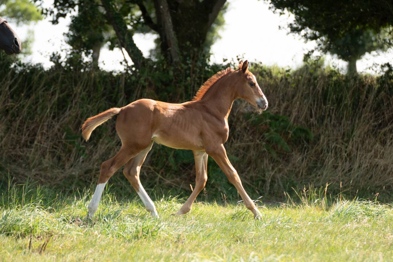 Foal male Check in x Chacon Blue sur la souche de Jumpy