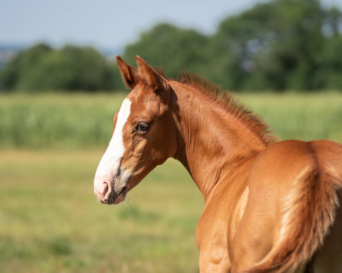 Foal male Check in x Chacon Blue sur la souche de Jumpy