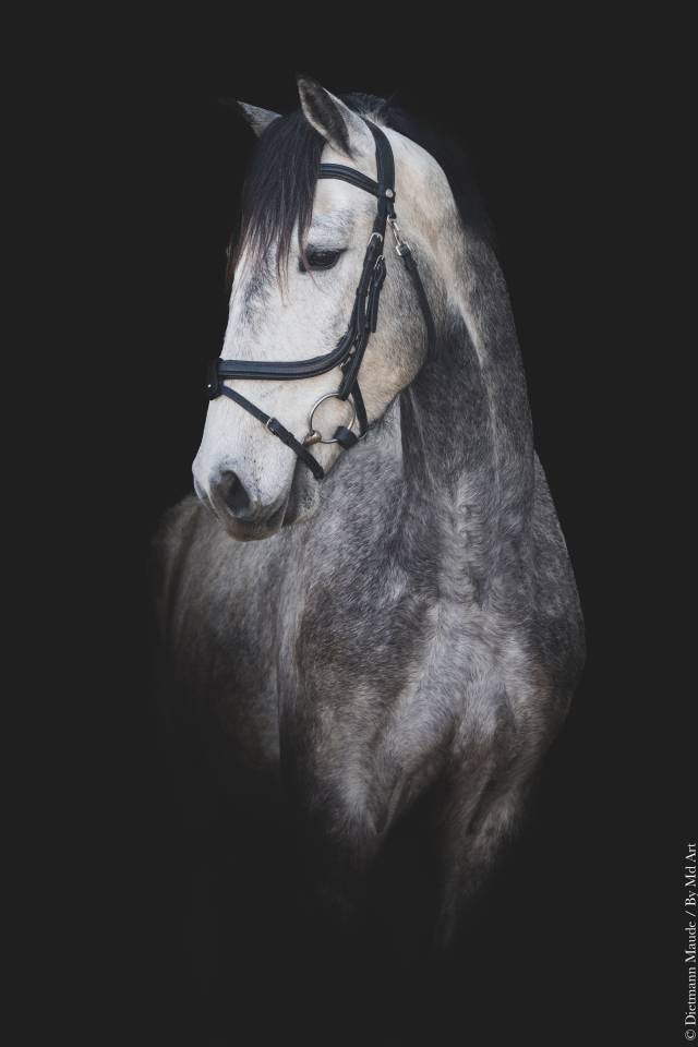 LUSITANIEN