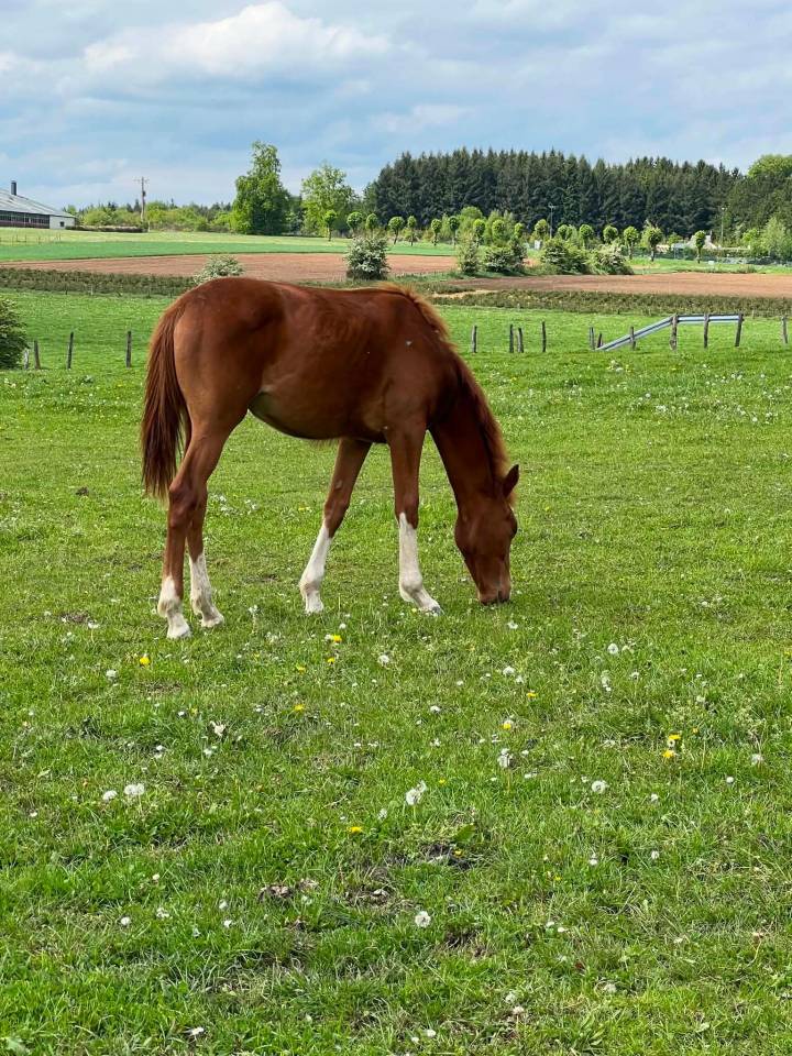 Pouliches et poulain 2025 Zangersheide 