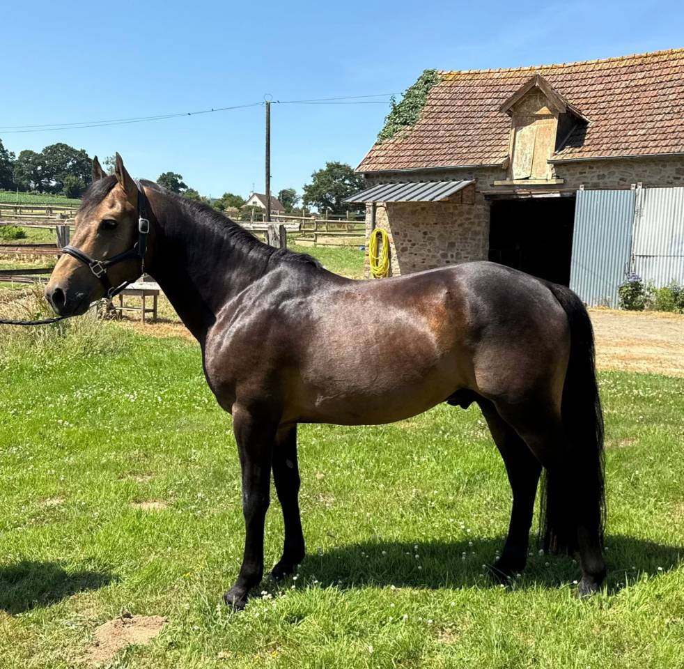 Etalon isabelle New Forest 5 ans 