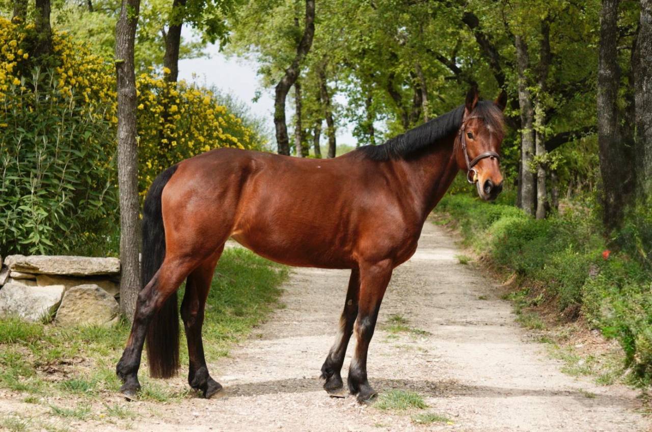 JUMENT CONNEMARA 10 ANS. SPORT