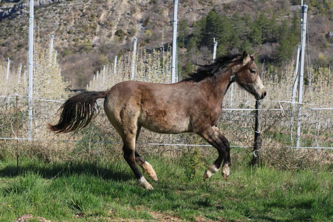 Jument - PFS - 2 ans - Dressage - France