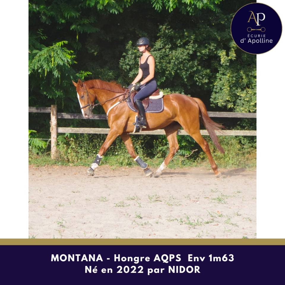 AQPS 4 ans hongre locomotion plaisante