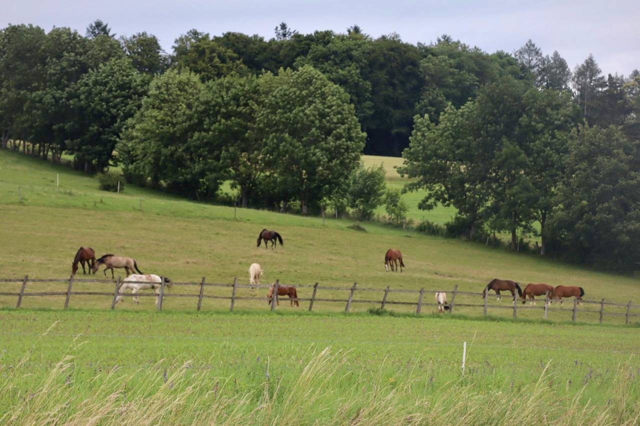Deux boxes disponible - Man&egrave;ge de la Pastorale - Burtigny