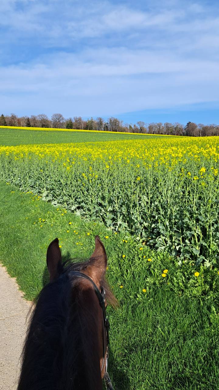 Deux boxes disponible - Man&egrave;ge de la Pastorale - Burtigny