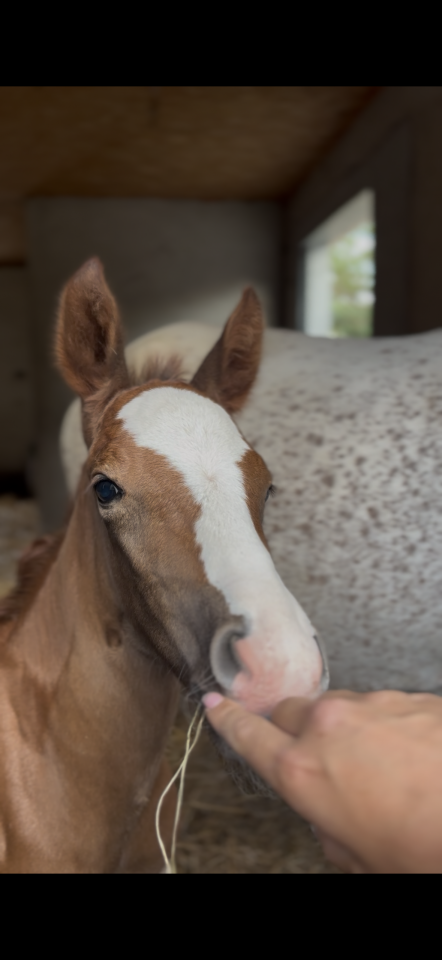 Ponette 9 ans 