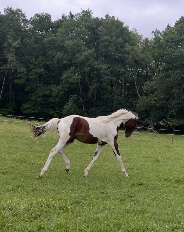 &Agrave; vendre poulain SF par Olala du Buissy