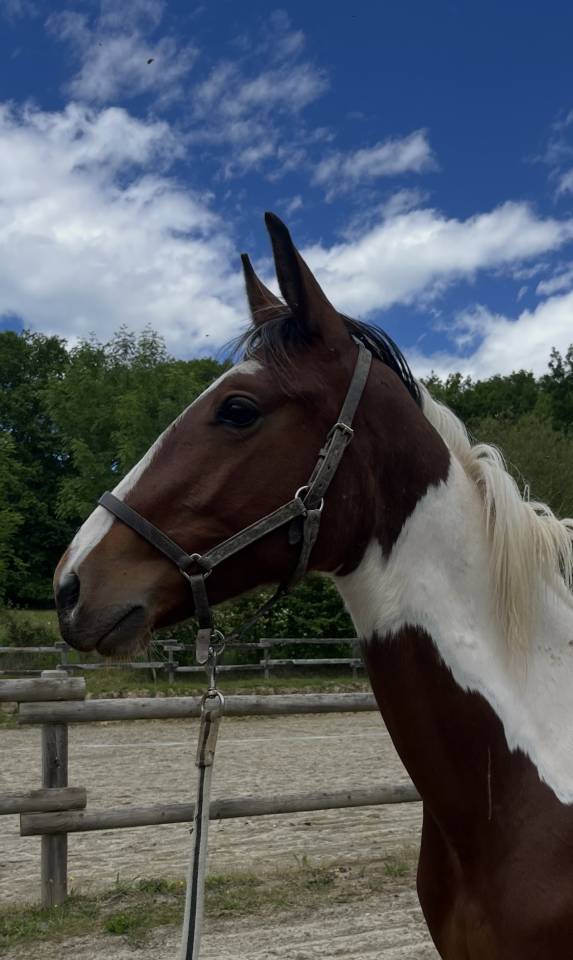&Agrave; vendre poulain SF par Olala du Buissy