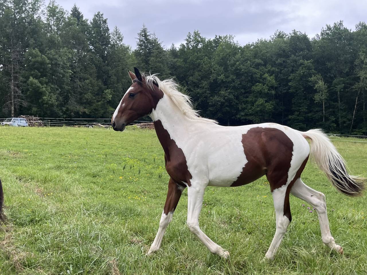 &Agrave; vendre poulain SF par Olala du Buissy