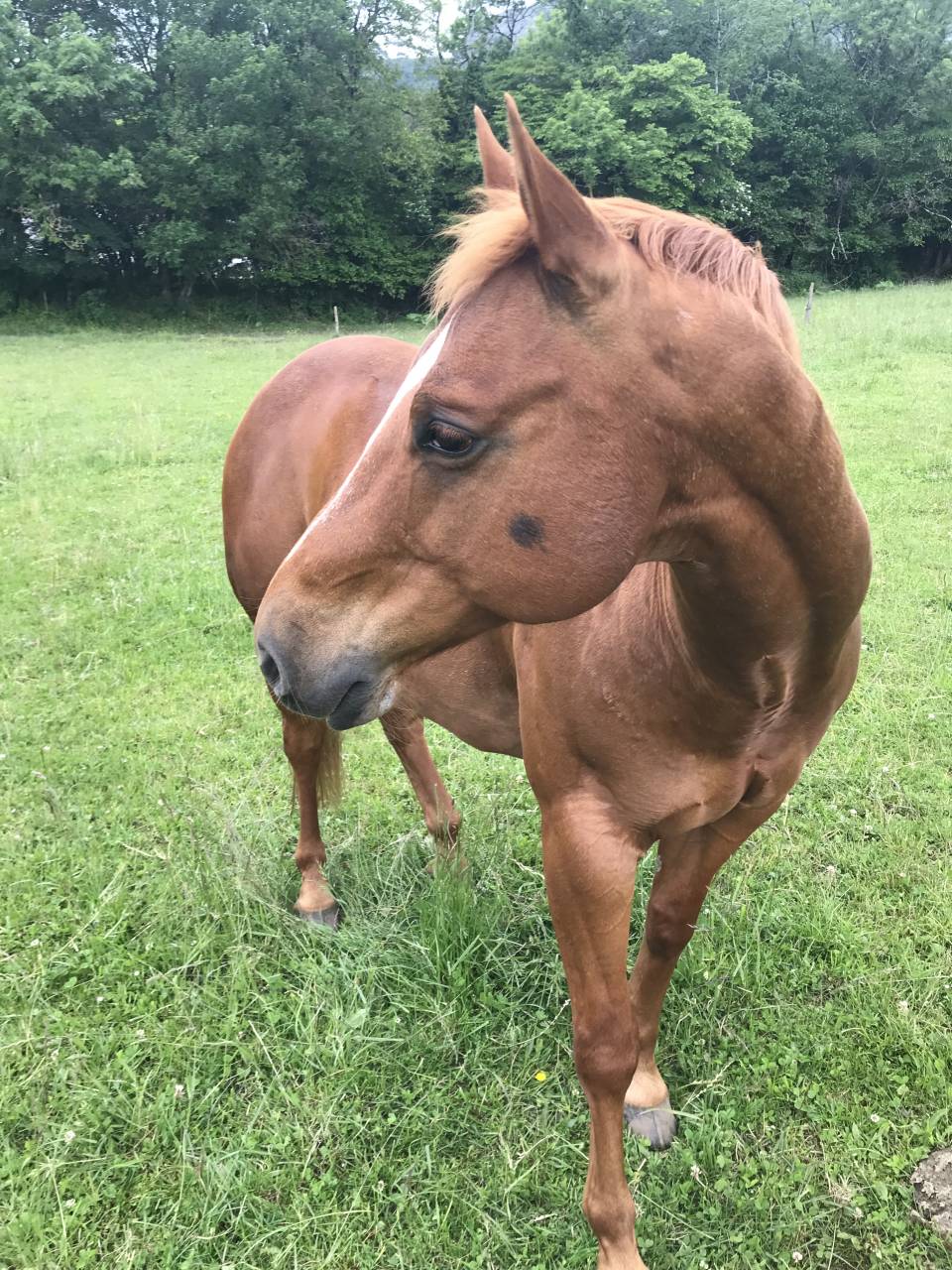 Hongre Quarter Horse 