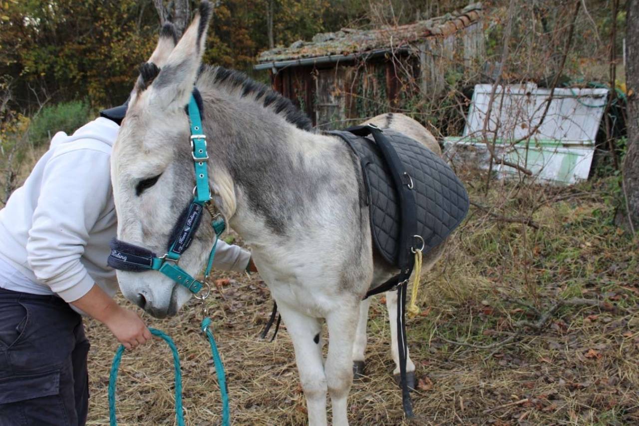 &Acirc;ne a donner 