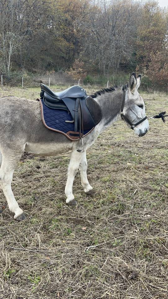 &Acirc;ne a donner 