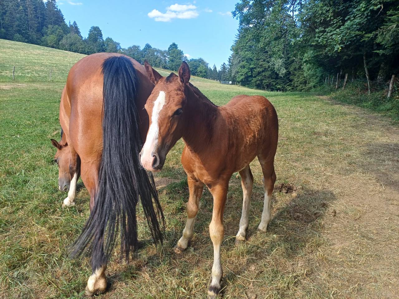 Jolie pouliche FM &agrave; vendre 