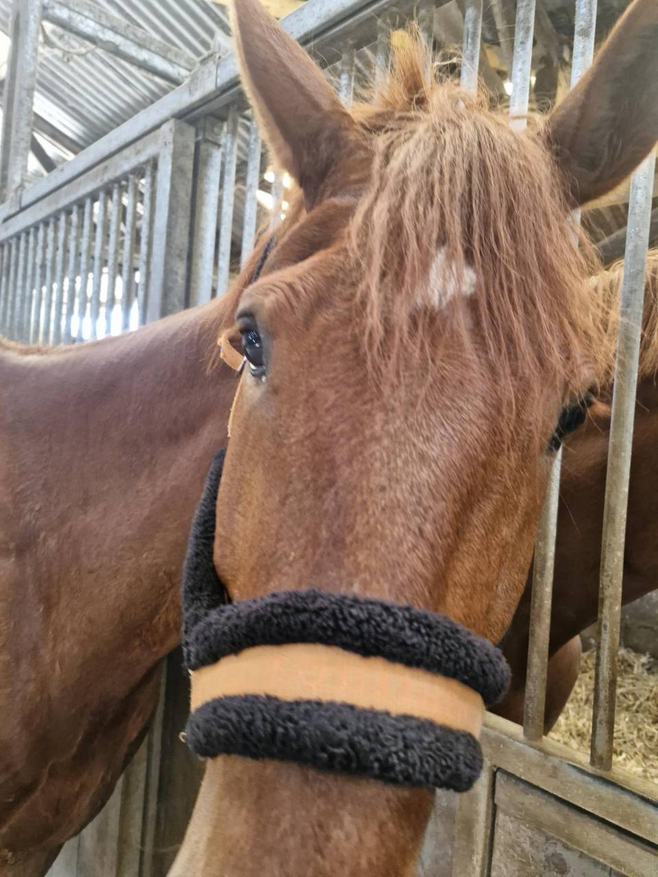 Vends gentil trotteur