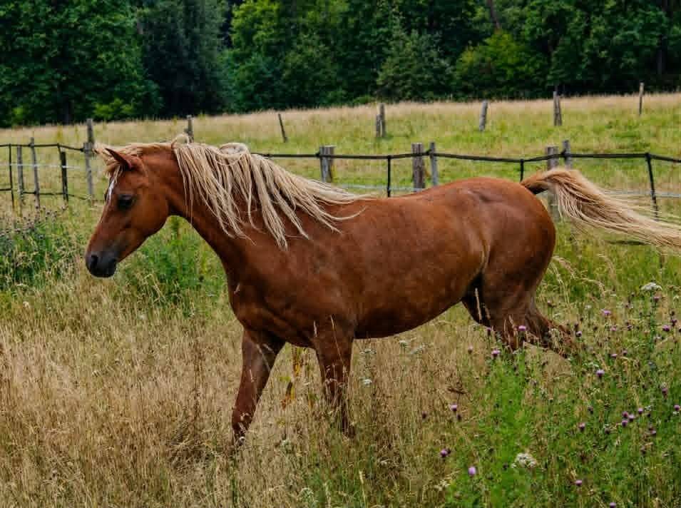 Poulini&egrave;re Welsh B pleine de KZAR DE REVE SEMILLY