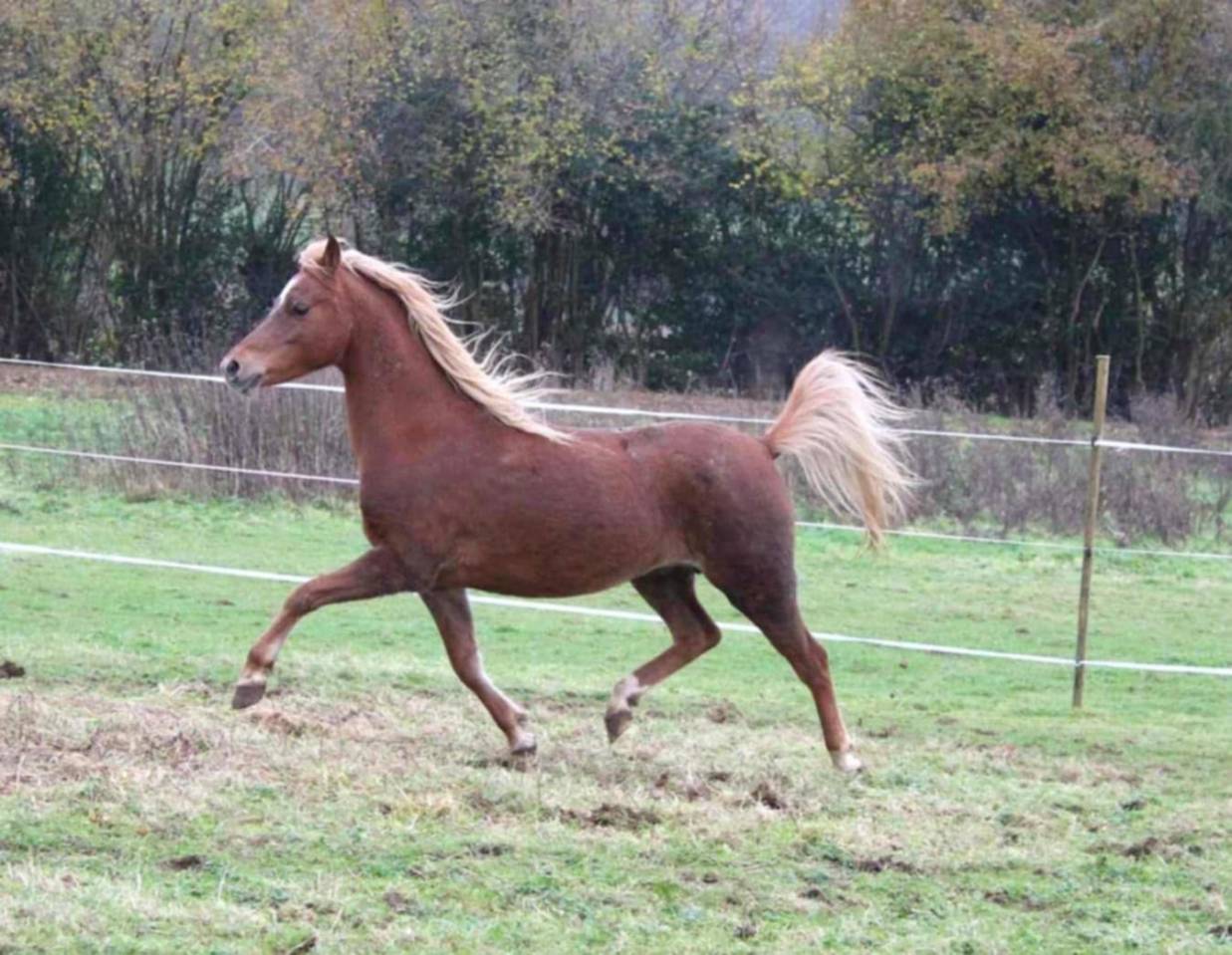 Poulini&egrave;re Welsh B pleine de KZAR DE REVE SEMILLY