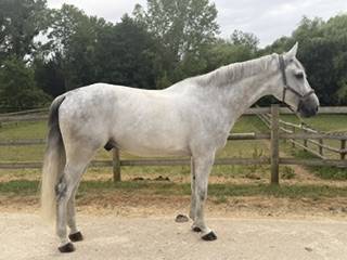 8 ANS MAGNIFIQUE 1,76M pou Pro ou petit niveau aussi