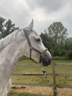 8 ANS MAGNIFIQUE 1,76M pou Pro ou petit niveau aussi