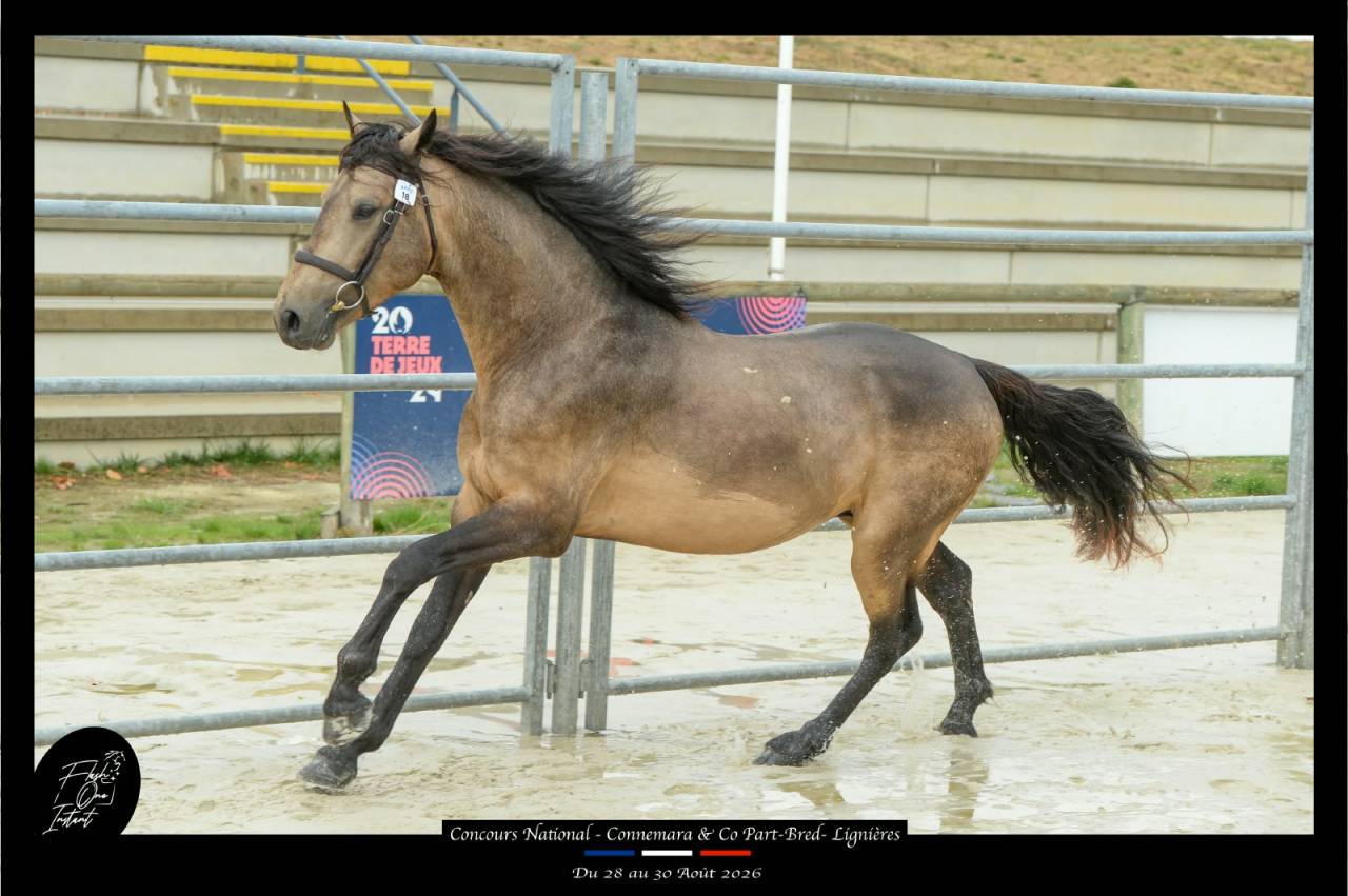 Etalon Connemara 4 ans Buckskin approuv&eacute; Co